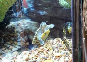 Turtles